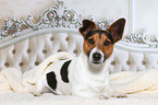 lying Jack Russell Terrier