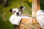 Jack Russell Terrier in basket