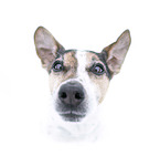 Jack Russell Terrier portrait