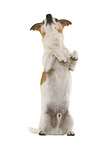 Jack Russell Terrier in front of white background