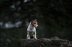 sitting Jack Russell Terrier