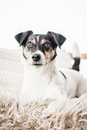 tricolor Jack Russell Terrier