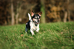 old Jack Russell Terrier