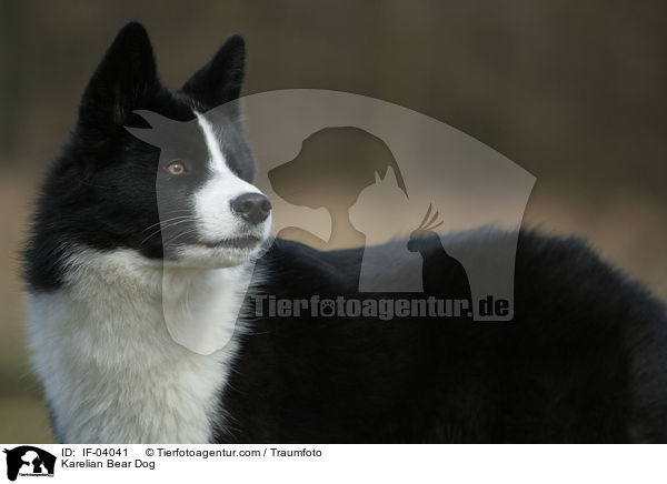 Karelian Bear Dog / IF-04041