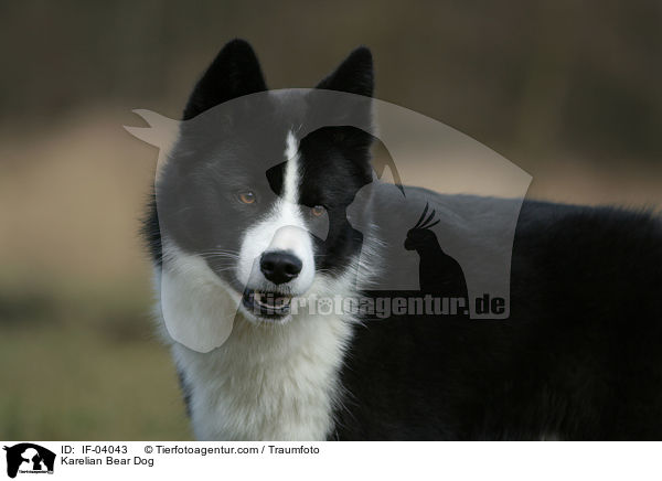 Karelian Bear Dog / IF-04043