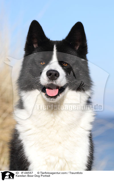 Karelian Bear Dog Portrait / IF-08557