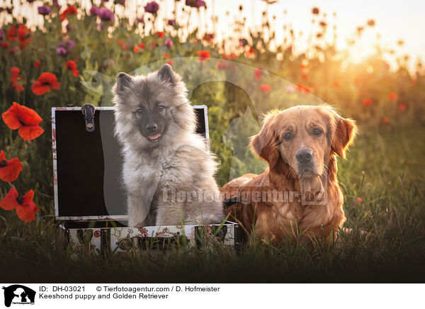 Wolfsspitz Welpe und Golden Retriever / Keeshond puppy and Golden Retriever / DH-03021