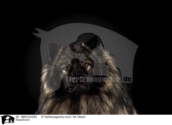 Keeshond / MAH-04250