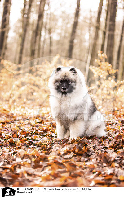 Wolfsspitz / Keeshond / JAM-05363