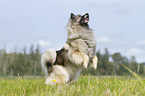 Keeshond on the meadow