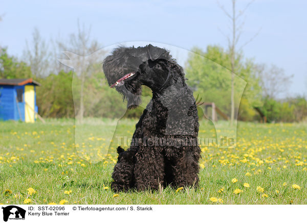 Kerry Blue Terrier / SST-02096