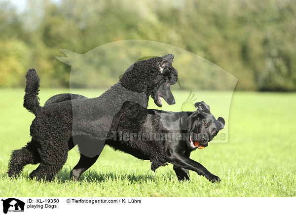 spielende Hunde / playing Dogs / KL-19350
