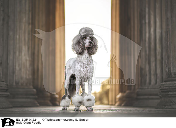 Knigspudel Rde / male Giant Poodle / SGR-01221