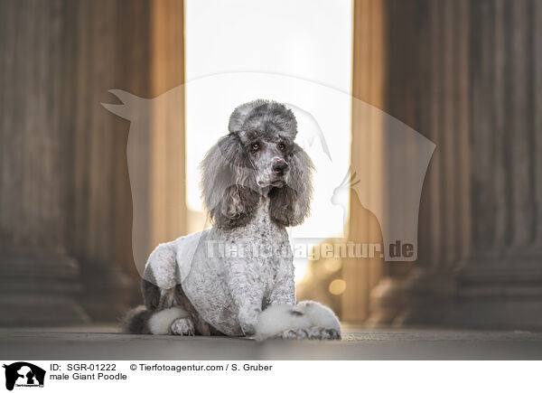 male Giant Poodle / SGR-01222