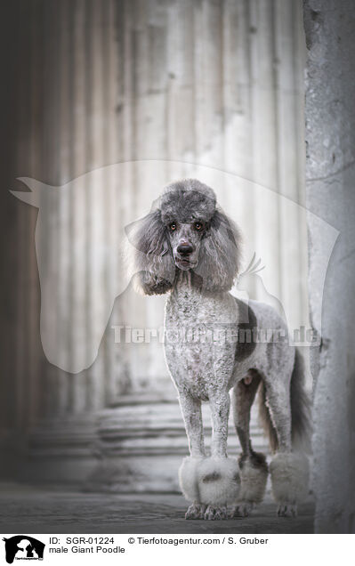 male Giant Poodle / SGR-01224