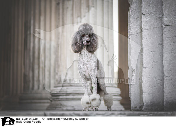 Knigspudel Rde / male Giant Poodle / SGR-01225
