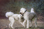 two giant poodles