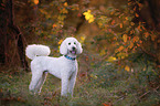 standing giant poodle