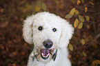 giant poodle portrait