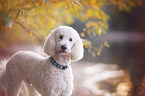 giant poodle portrait