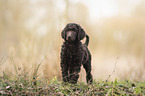 standing King Poodle Puppy
