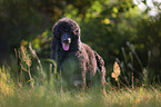 standing King Poodle