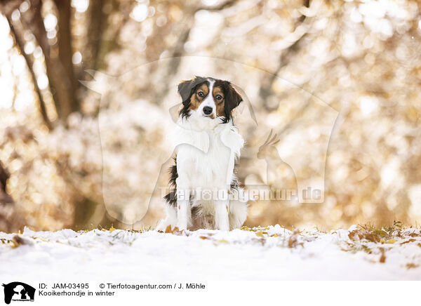 Kooikerhondje in winter / JAM-03495