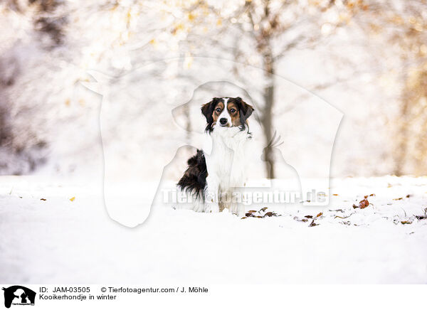 Kooikerhondje in winter / JAM-03505