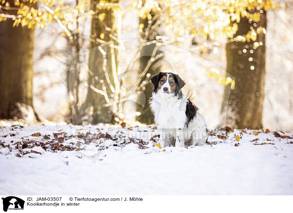 Kooikerhondje in winter / JAM-03507