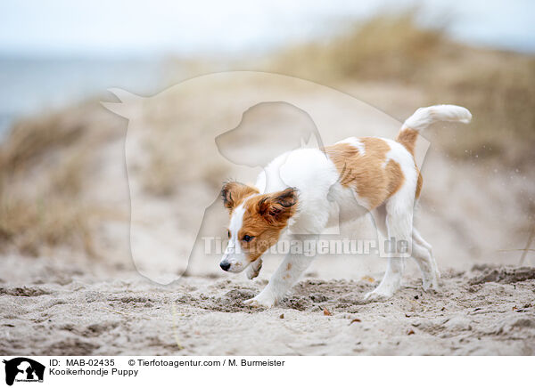 Kooikerhondje Welpe / Kooikerhondje Puppy / MAB-02435