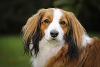 Kooikerhondje Portrait