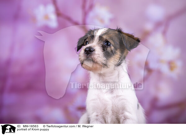 portrait of Krom puppy / MW-18563