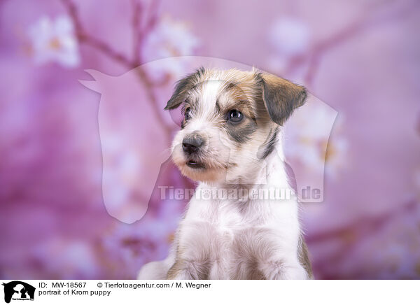 portrait of Krom puppy / MW-18567