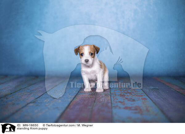 standing Krom puppy / MW-18650