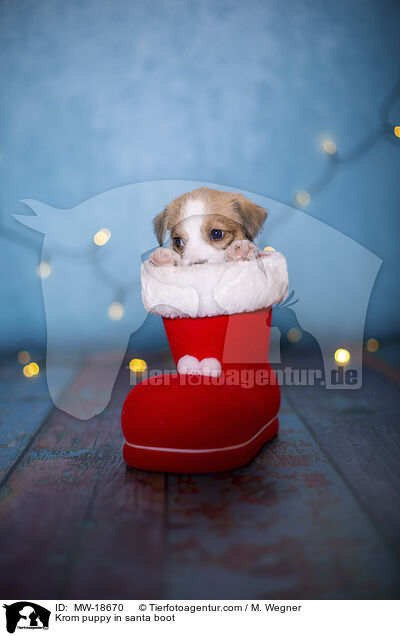 Krom puppy in santa boot / MW-18670