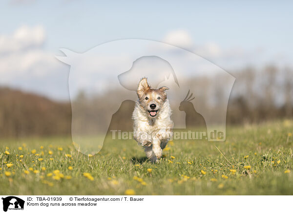 Krom dog runs across meadow / TBA-01939