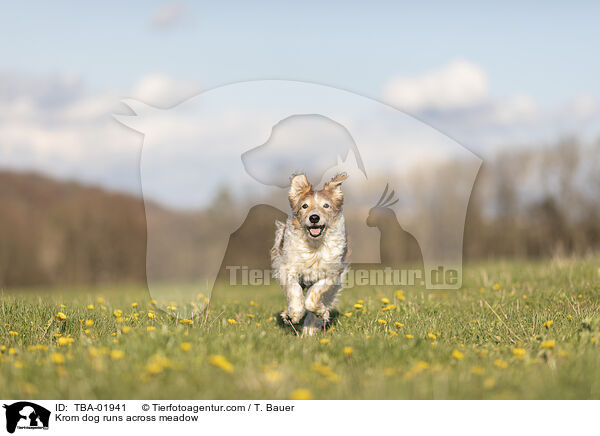Krom dog runs across meadow / TBA-01941