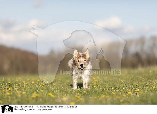 Krom dog runs across meadow / TBA-01942