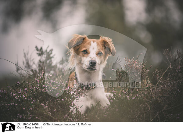Krom Dog in heath / JRO-01458
