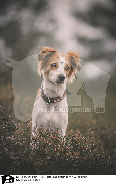 Krom Dog in heath / JRO-01459