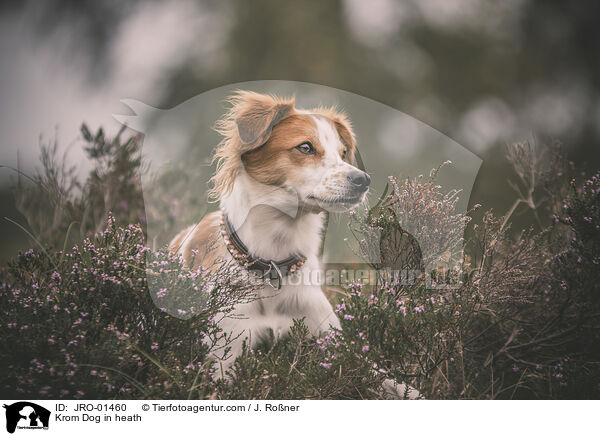 Krom Dog in heath / JRO-01460