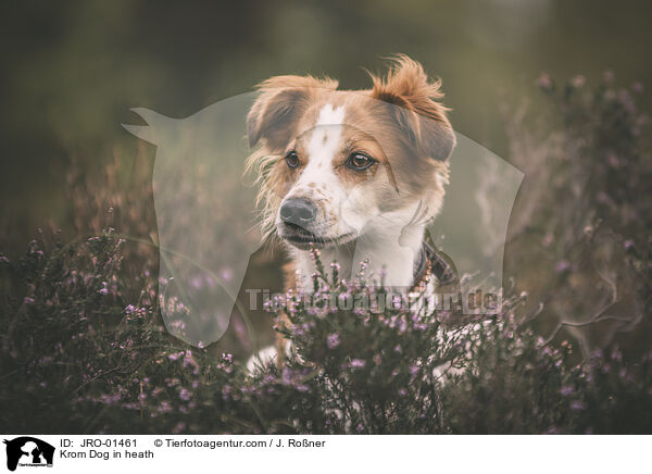 Krom Dog in heath / JRO-01461