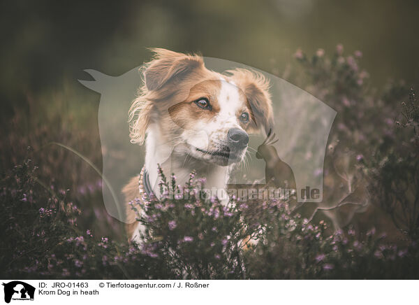 Krom Dog in heath / JRO-01463