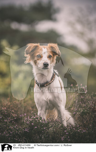 Krom Dog in heath / JRO-01469