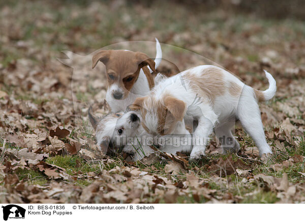 Krom Dog Puppies / BES-01836