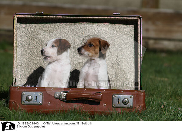 2 Krom Dog puppies / BES-01843