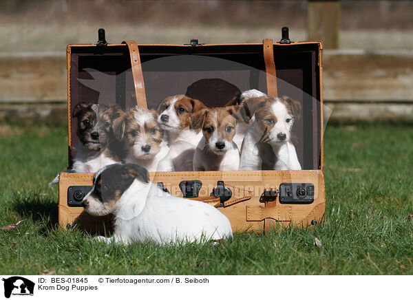 Kromfohrlnder Welpen / Krom Dog Puppies / BES-01845