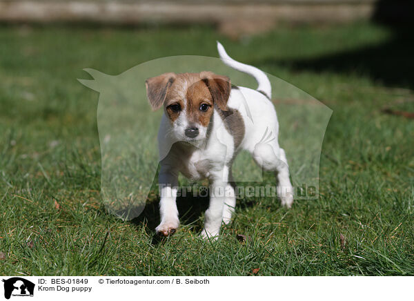 Krom Dog puppy / BES-01849
