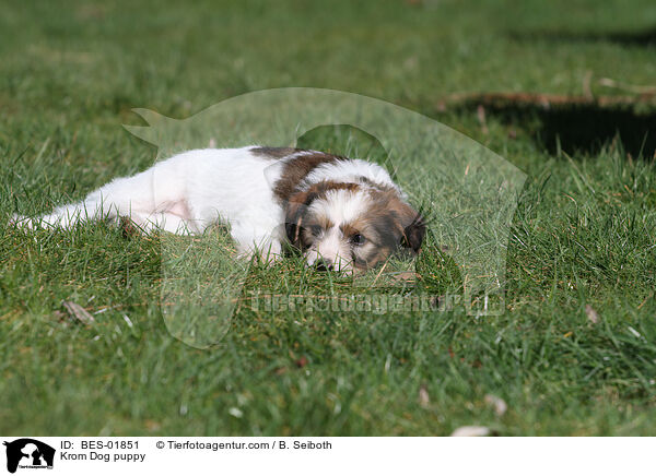 Krom Dog puppy / BES-01851