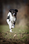 running Krom dog